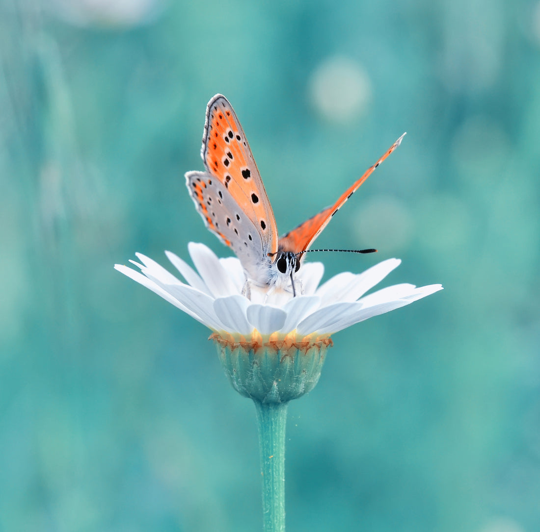Transcendentie: Van Duisternis naar Licht, van Mot naar Vlinder
