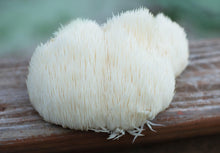 Load image into Gallery viewer, Lion&#39;s Mane

